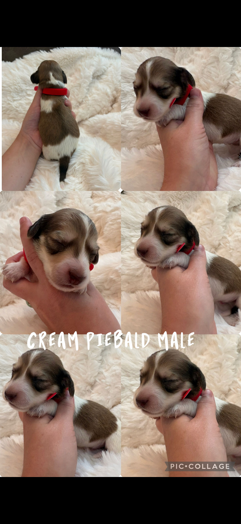 Thumbnail: AKC registered Cream Piebald Male 