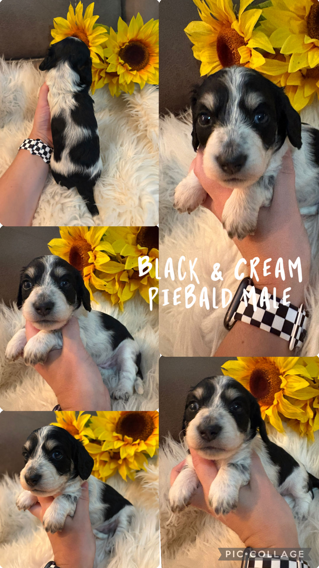 AKC registered Black n Cream Male ! 