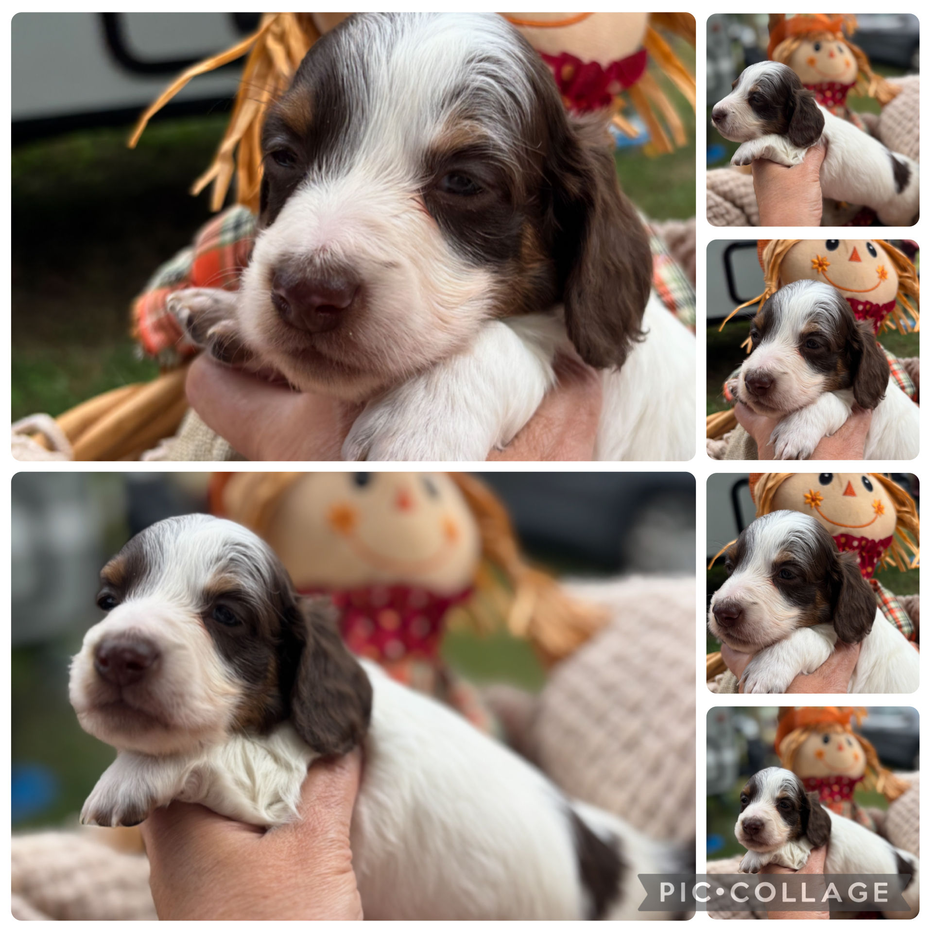 Miniature Long Hair Piebald Male ! 