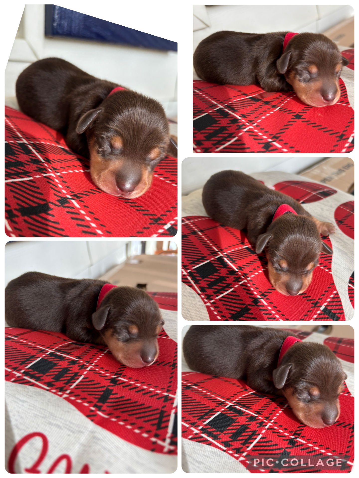 Miniature short hair Chocolate n tan male 