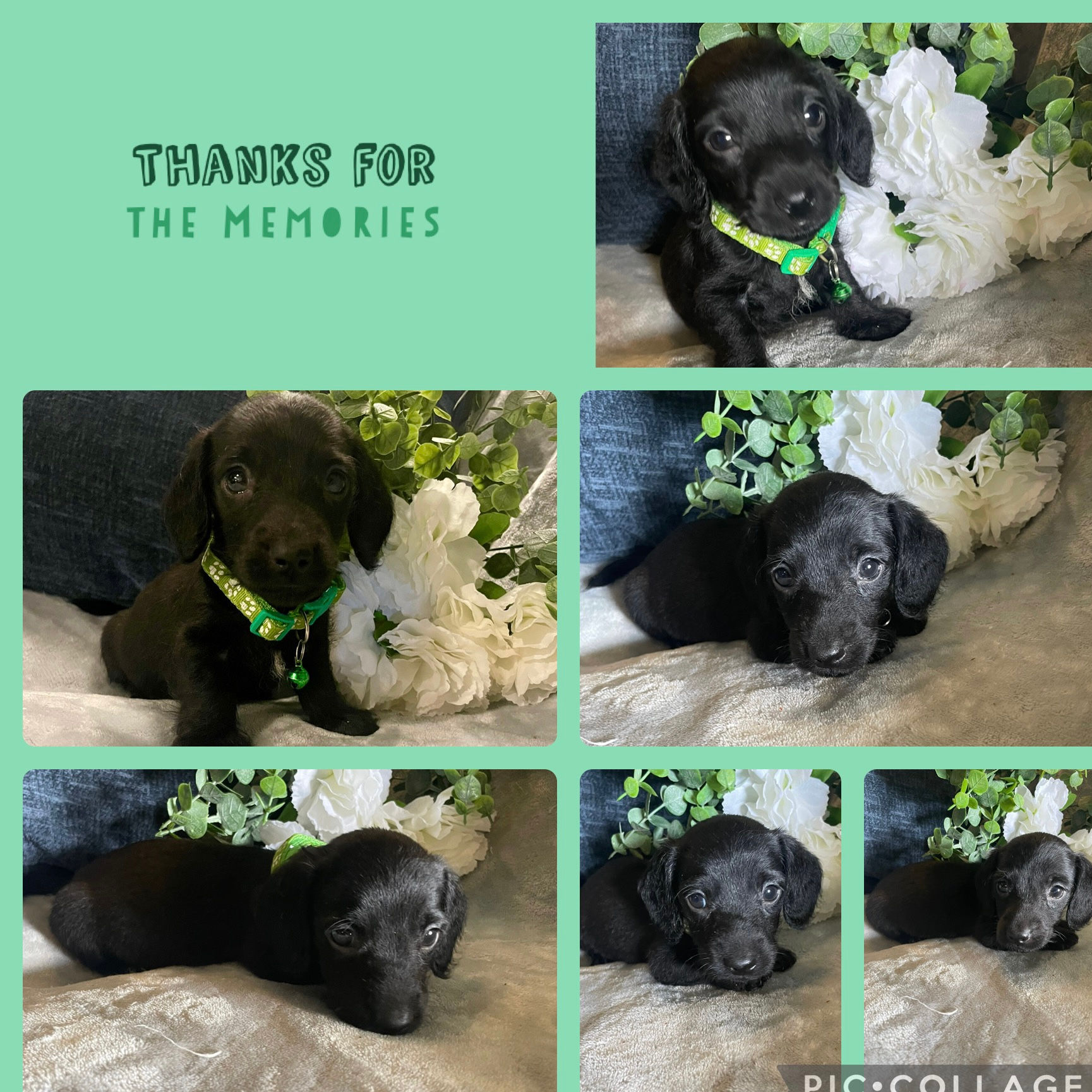 Solid Black Long hair Male !