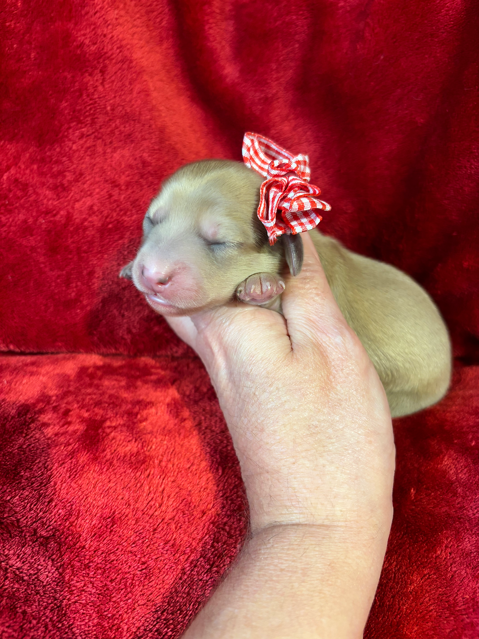 Thumbnail: AKC registered Female   Longhair Cream 