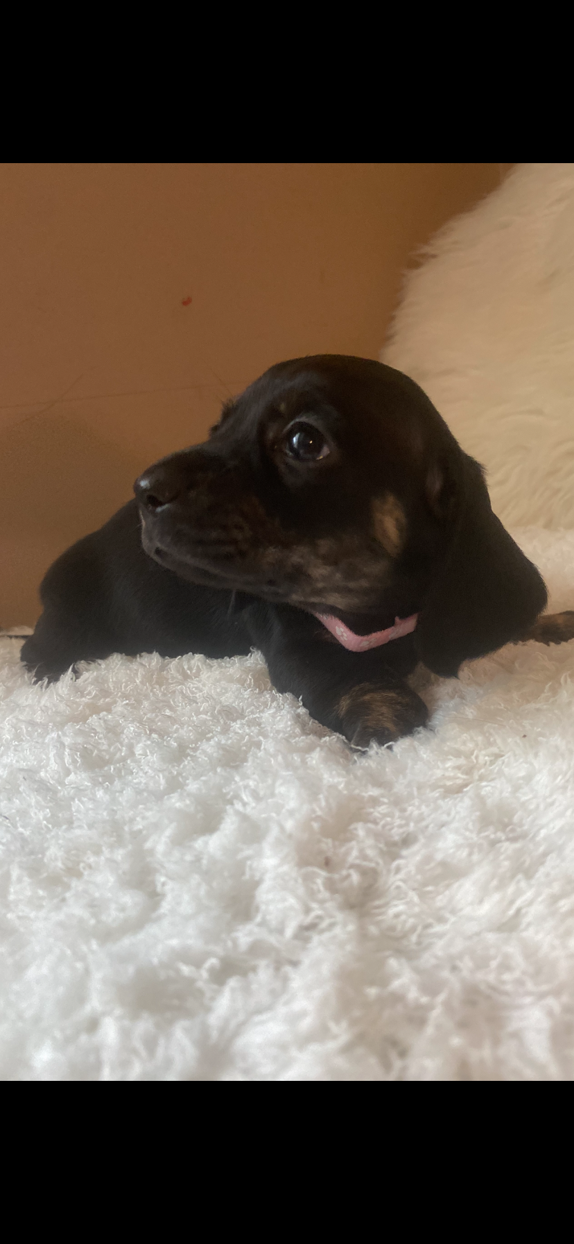 Thumbnail: AKC short hair female ! 