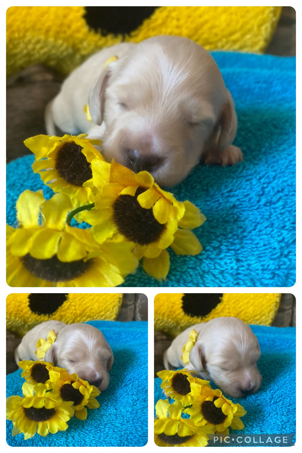 AKC registered Female 