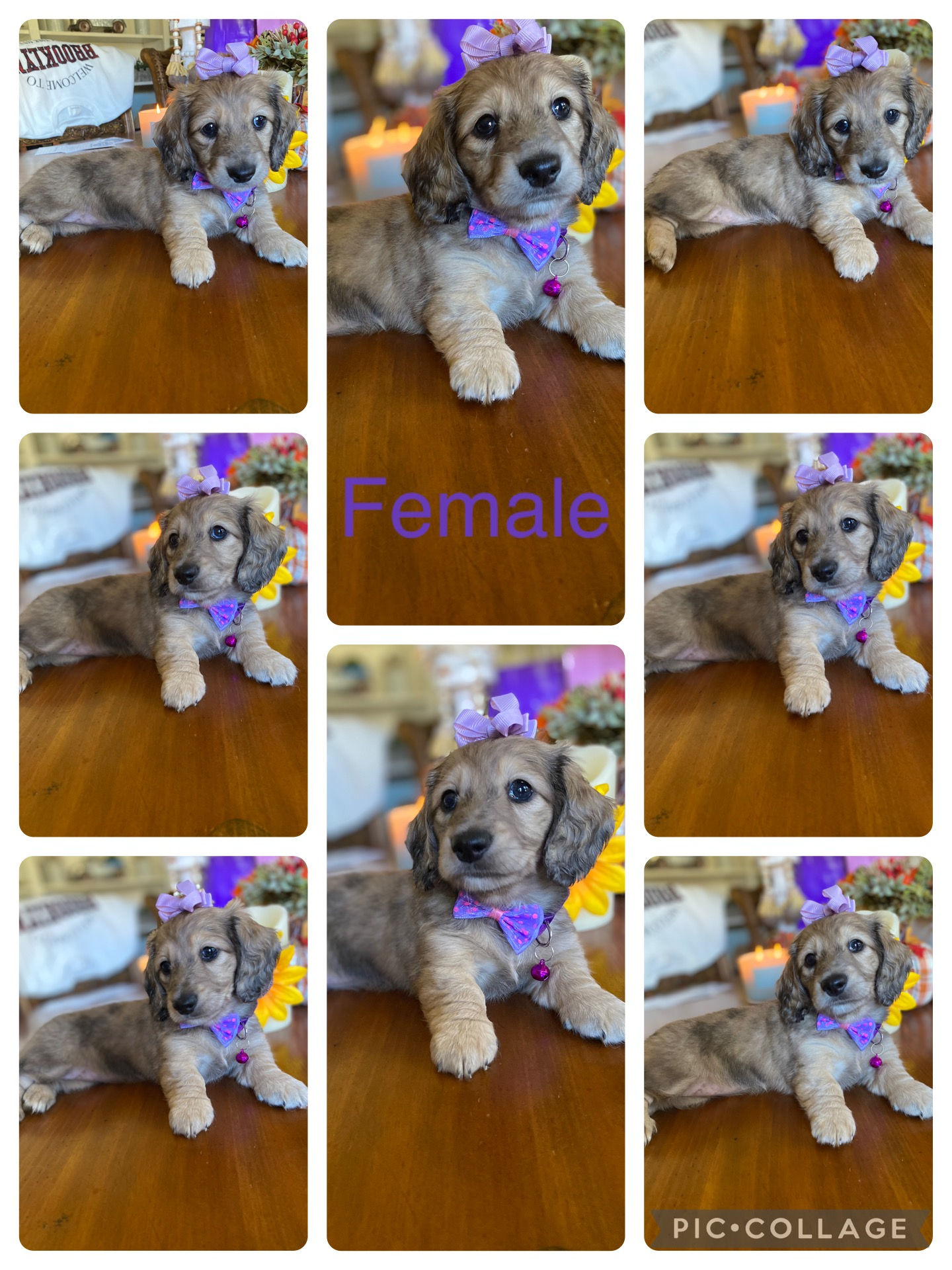 AKC shaded Cream Female ! 