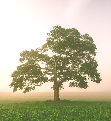 single_tree