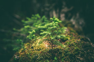 sapling_edited.jpg