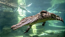 DCP AQUARIUM.jpg