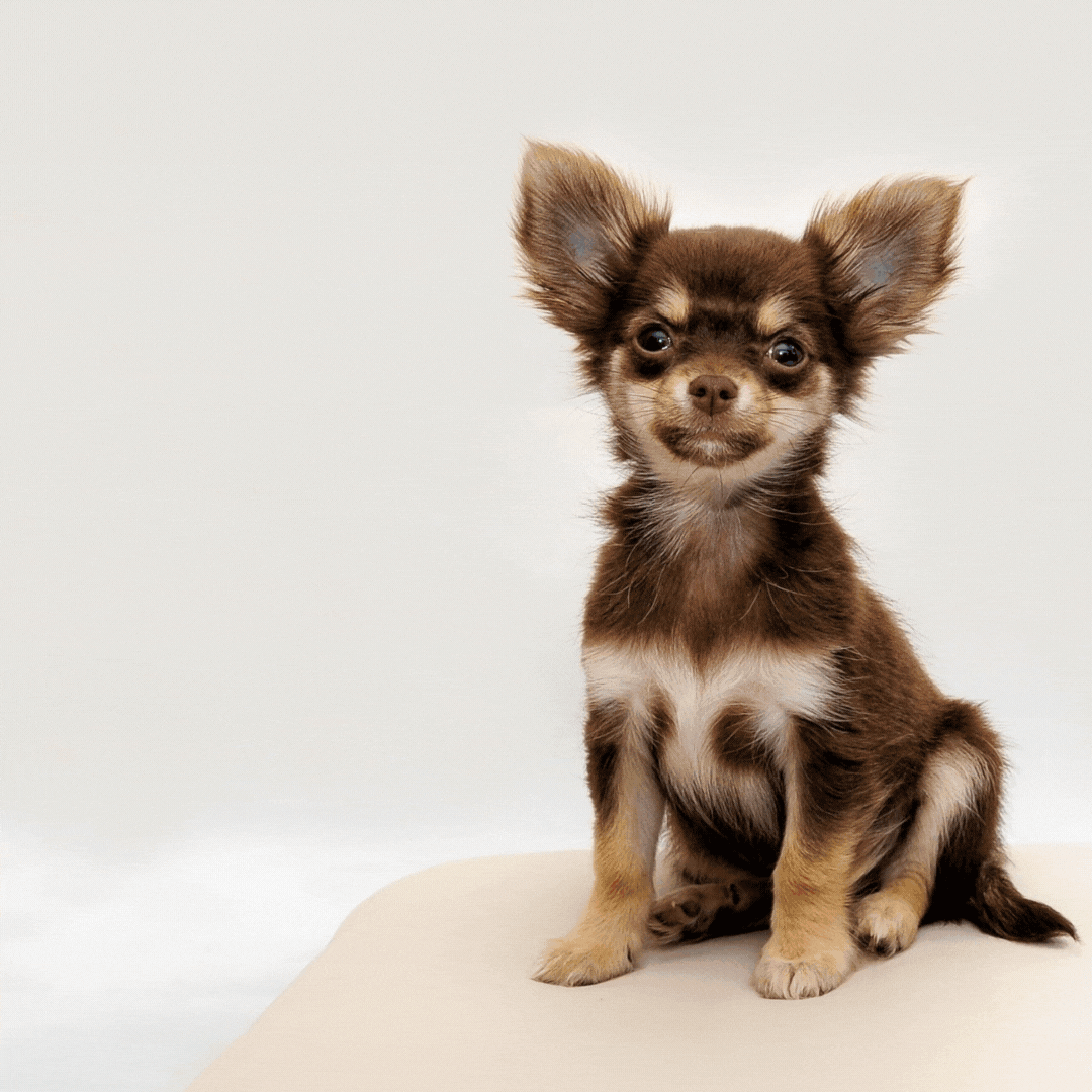 Animación para redes sociales Mascotas.gif