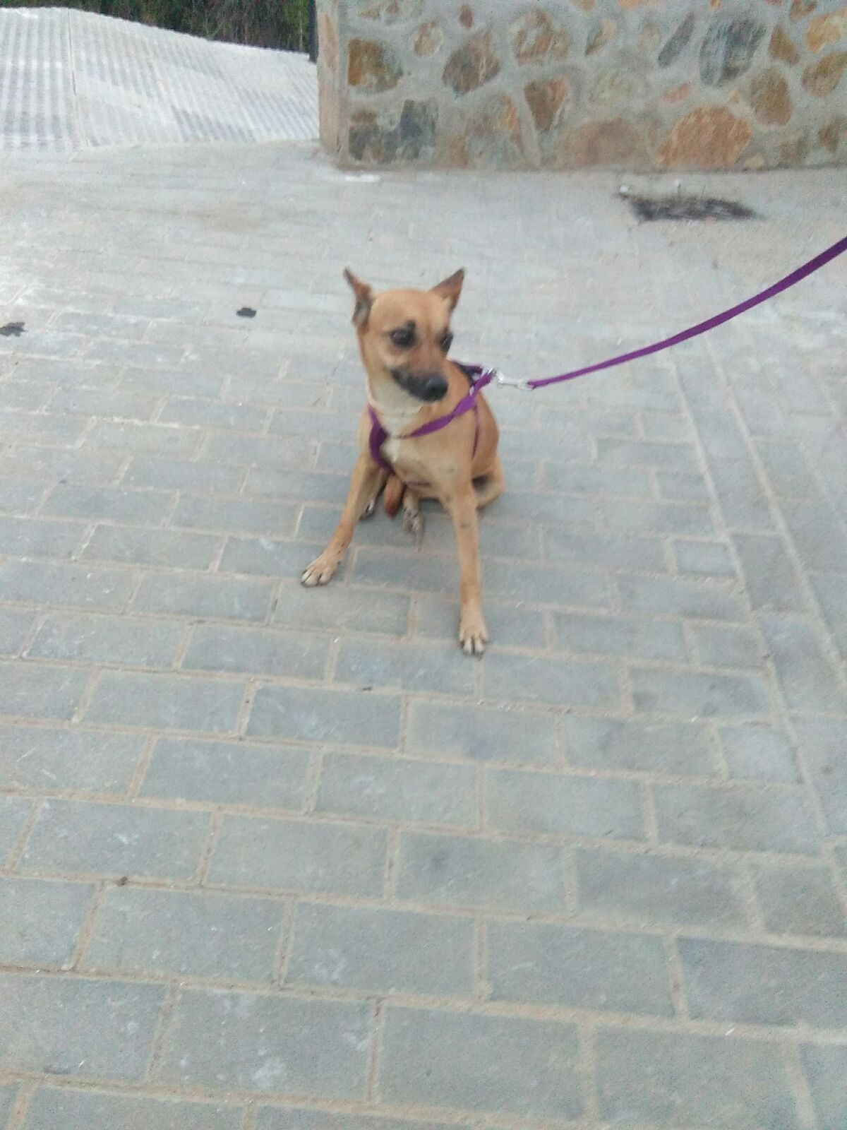 Canela