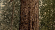 The Grizzly Giant - Mariposa Grove, California