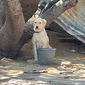 World aid project: Furry Tails of Oaxaca Mexico