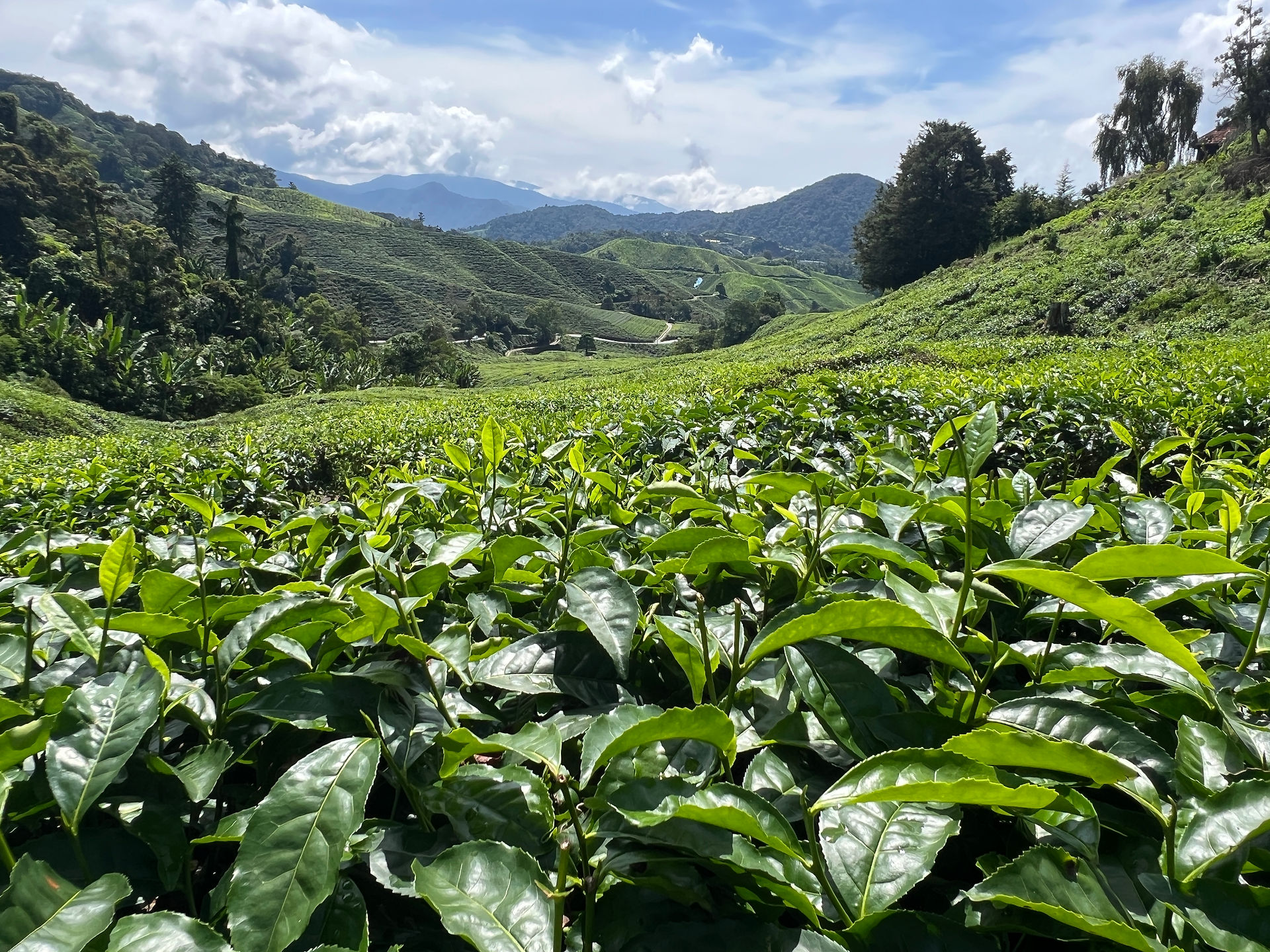A turning year - XPLORid nomadic lifestyle: tea plantation