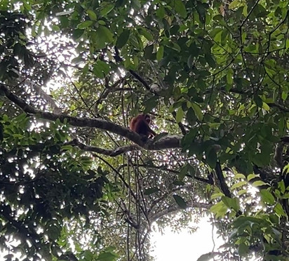 A turning year - XPLORid nomadic lifestyle: Gunung Leuser jungle trekking 