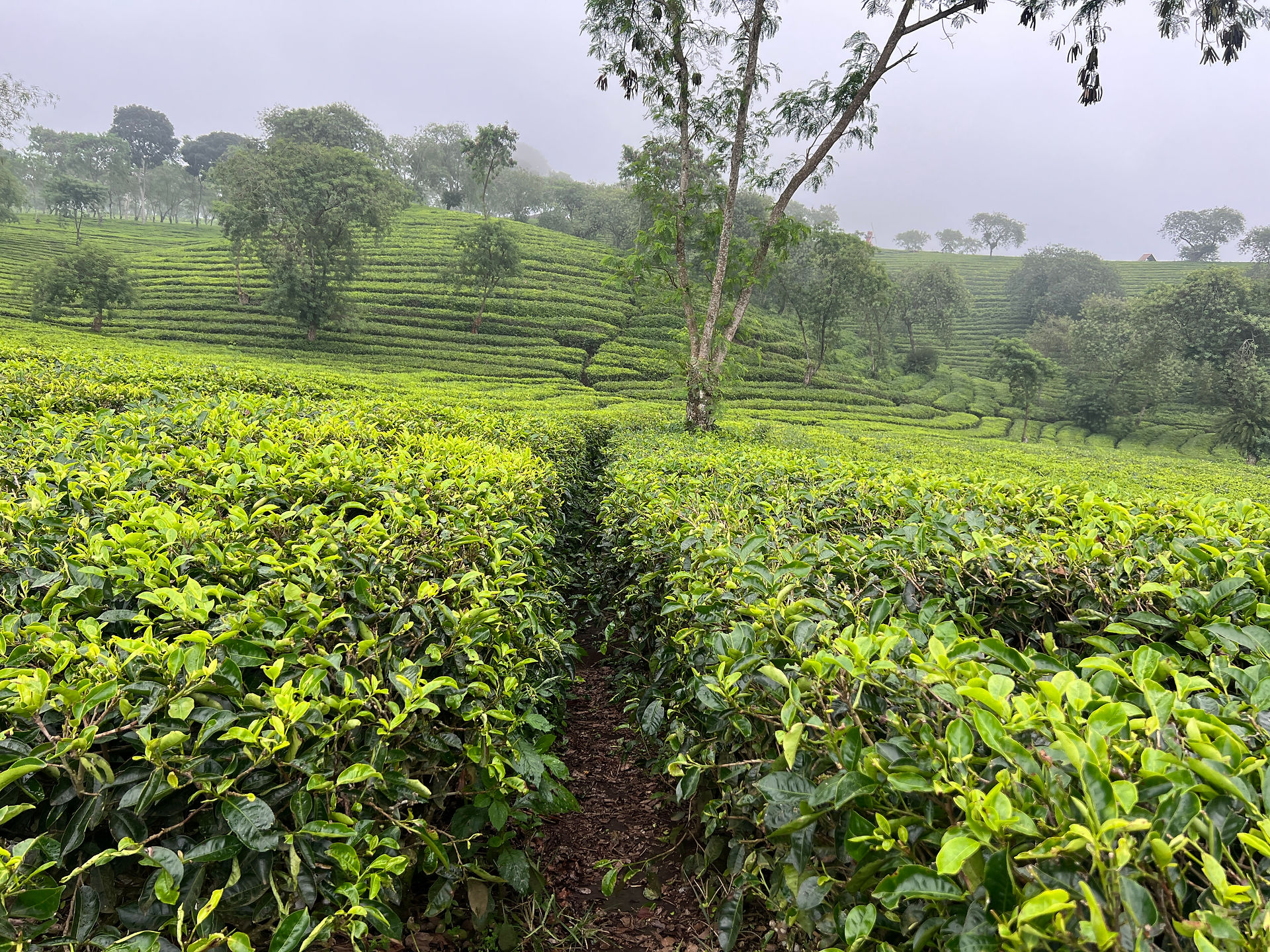 A turning year - XPLORid nomadic lifestyle: tea plantation