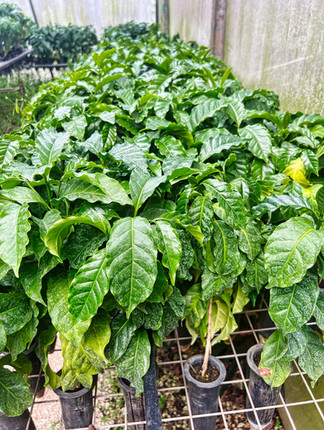 World Aid Project | Escuela de Caficulura Las Flores | Guatemala | tour coffee plantation nursery close up