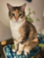 XPLORid | Fietsnomaden | House and Pet Sitting Panama City