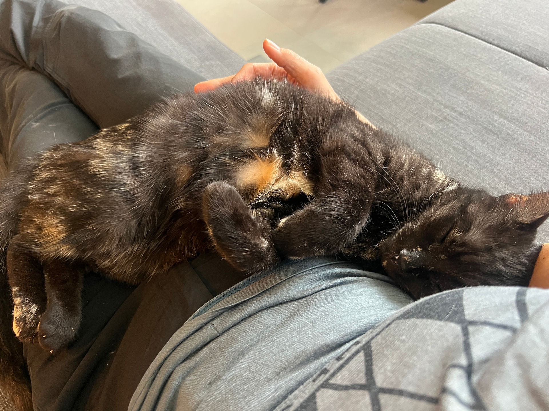 XPLORid Nomadic Lifestyle: Croatian dreams Sapa pet sitting