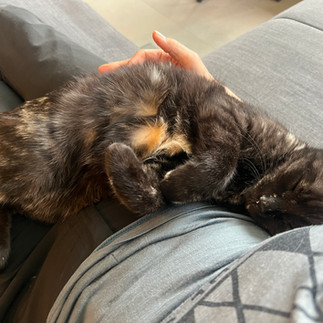 XPLORid Nomadic Lifestyle: Croatian dreams Sapa pet sitting