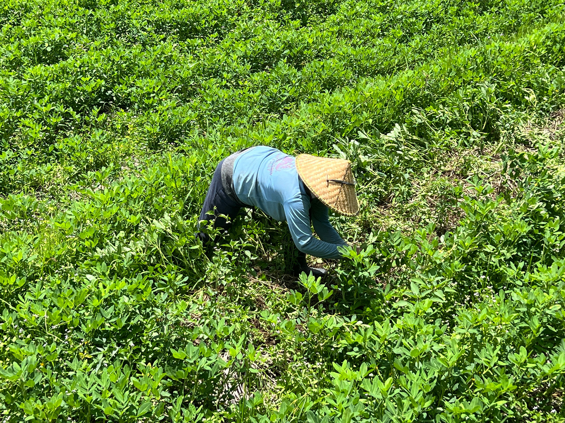A turning year - XPLORid nomadic lifestyle: tea harvesting