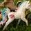 Thumbnail: Sea unicorn foal