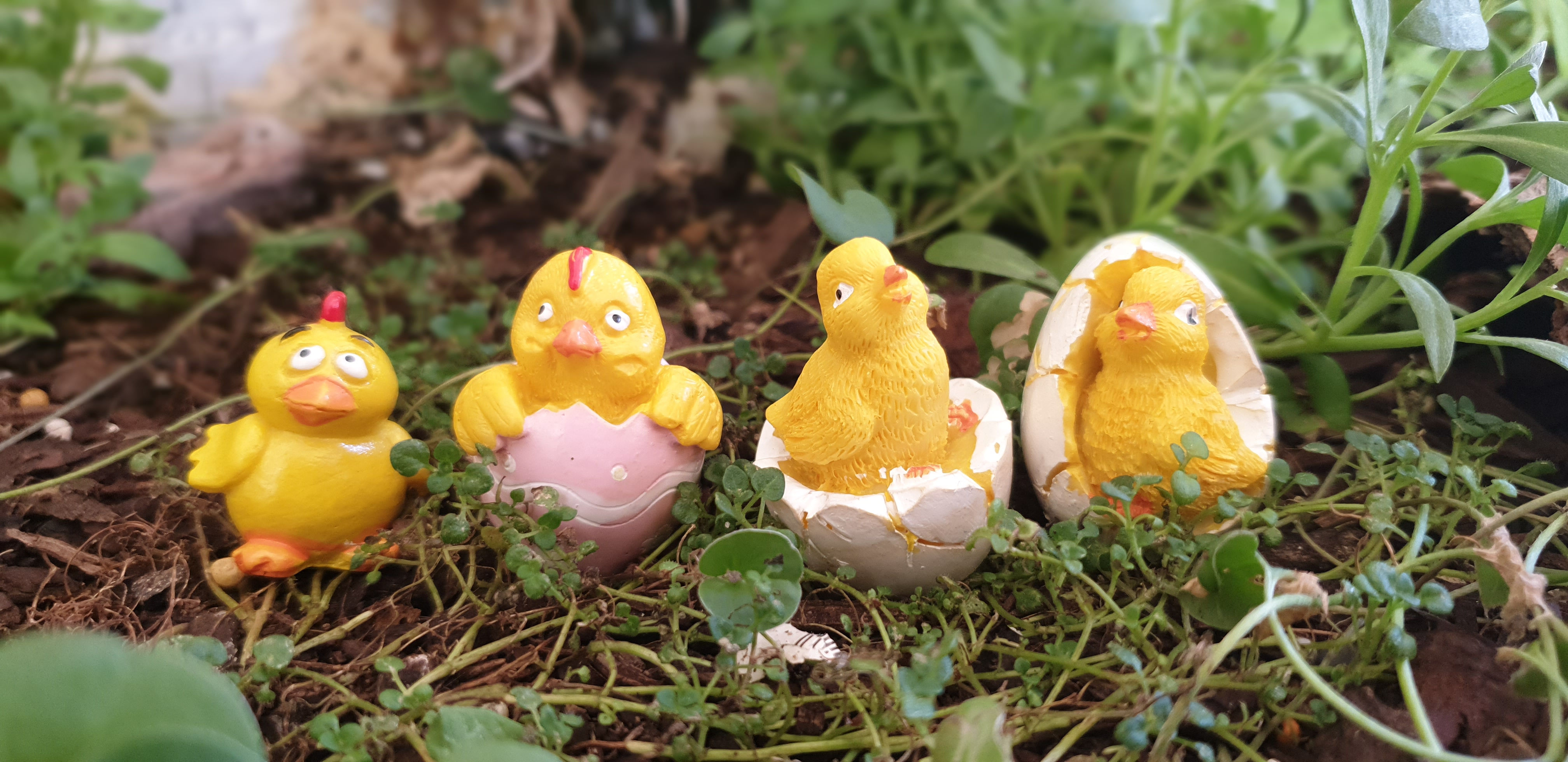 Easter chicks