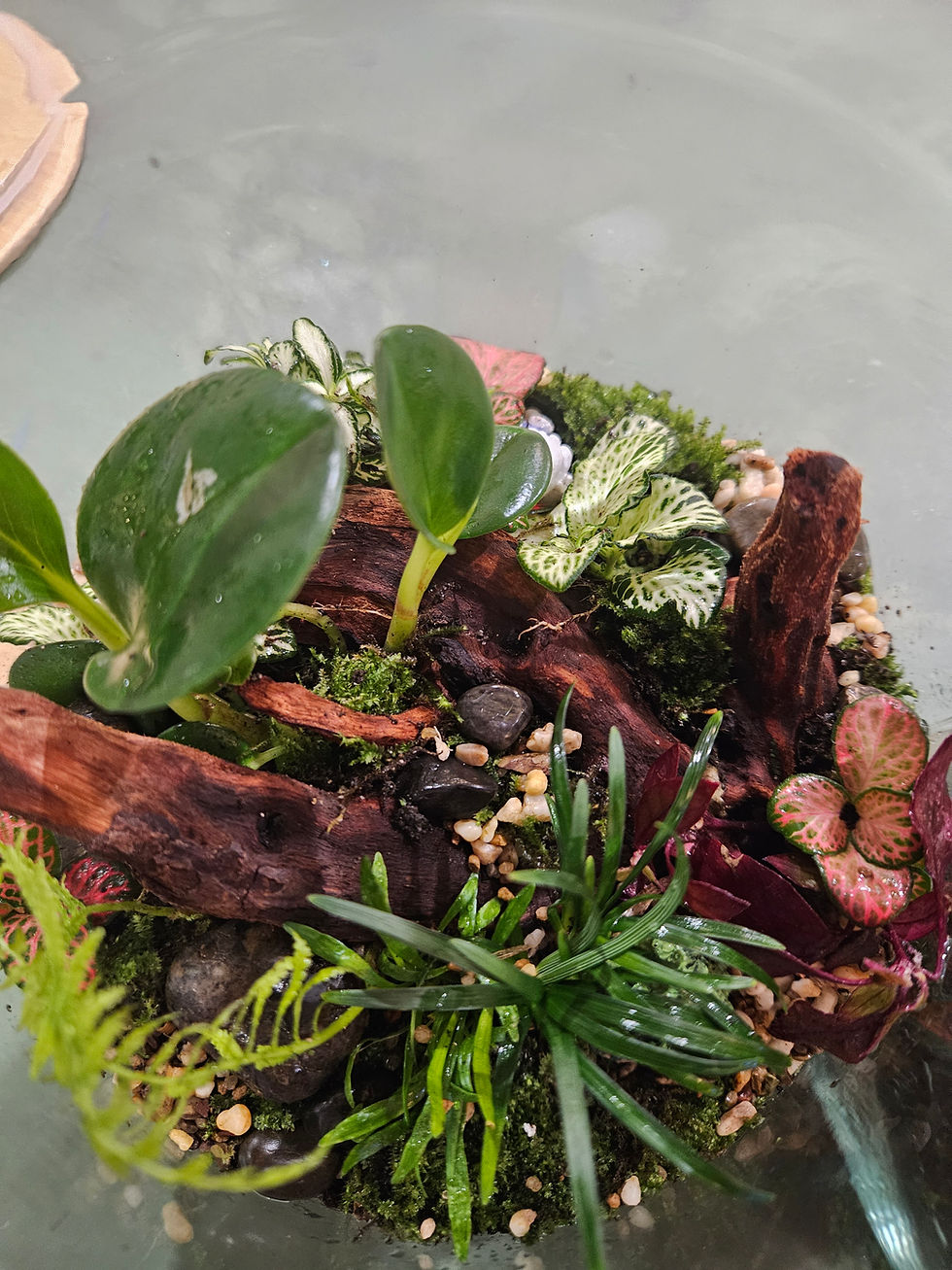 Thumbnail: June Medium terrarium workshop