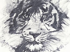 Black and White Tiger