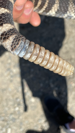 The Northern Pacific Rattlesnake