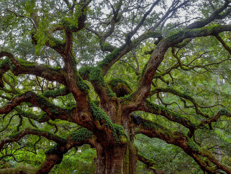 Aging: Embrace Gracefully