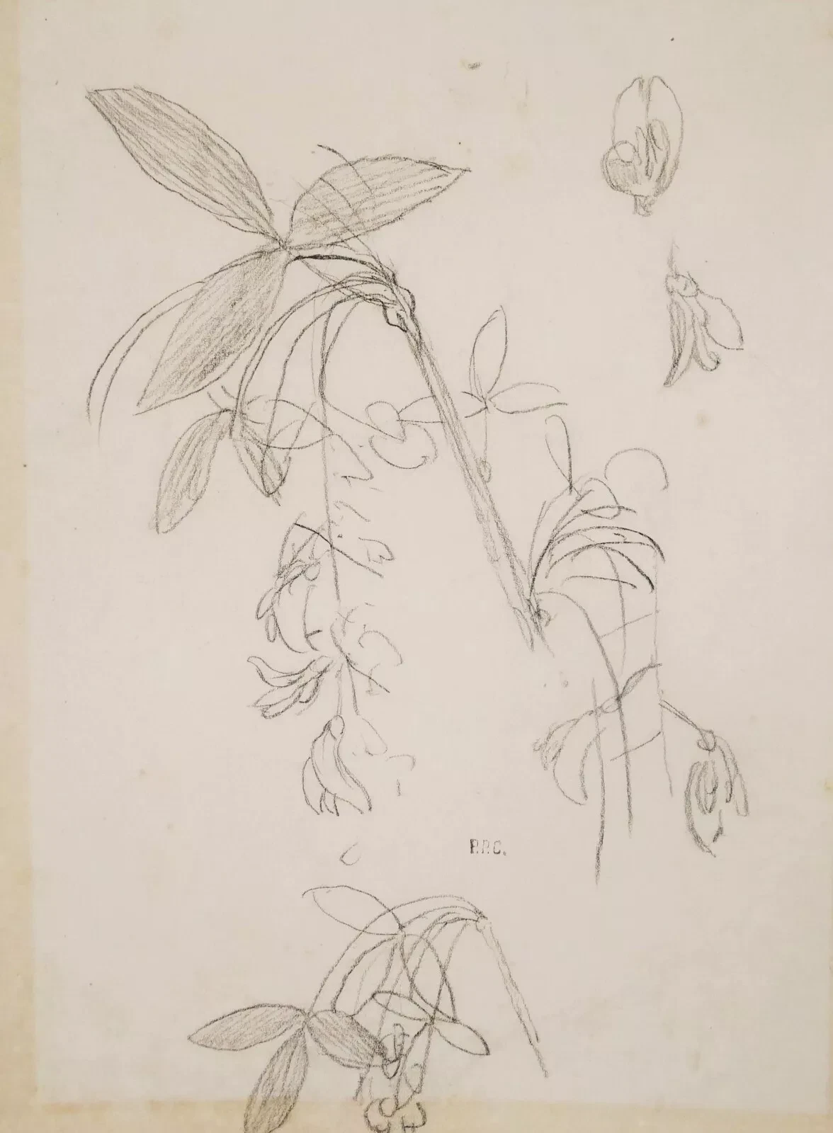 puvis de chavannes dessin original