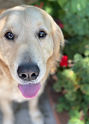 Buddy Web pic.jpeg