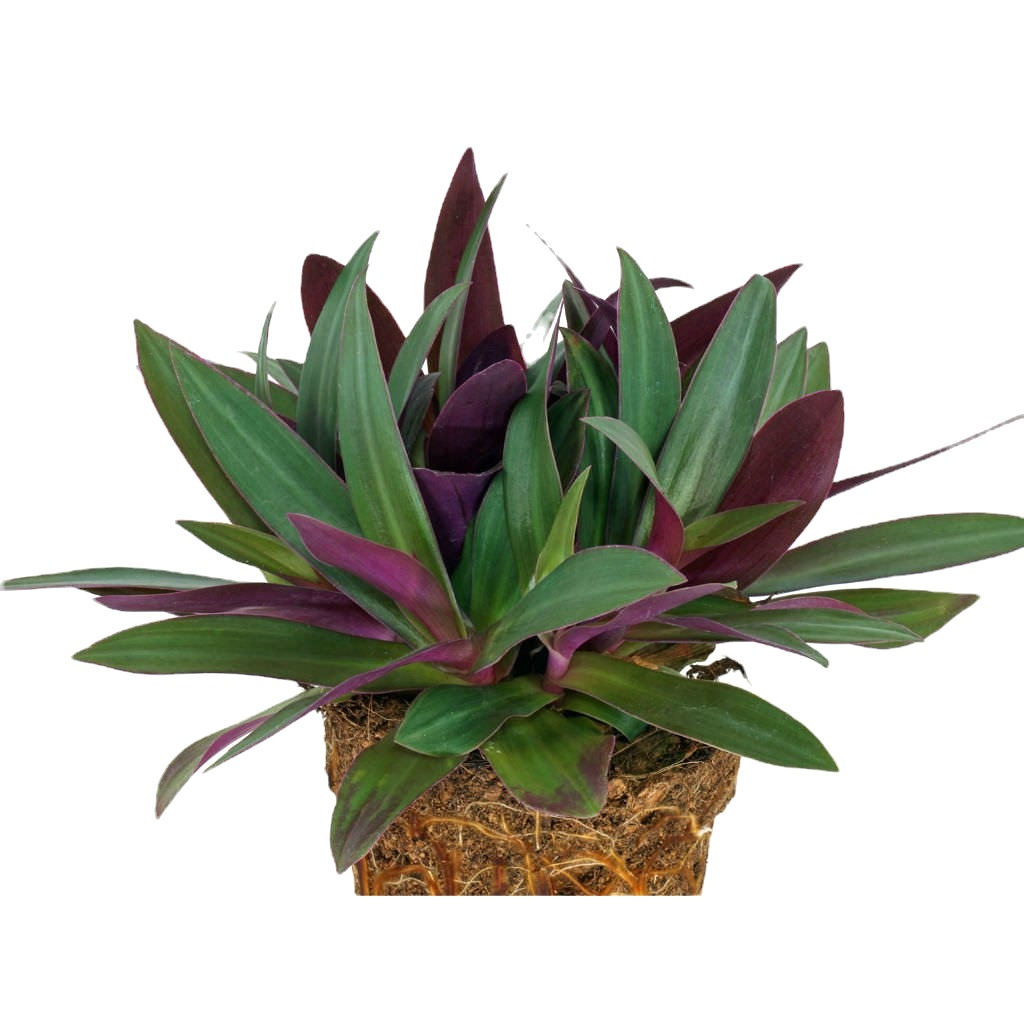 Boat Lilly (Scientific Name: Tradescantia Spathacea) show plants for home
