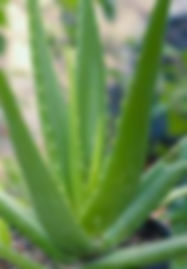 Aloe vera plant