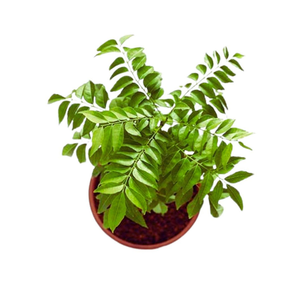 Curry Leaf Live plant (small)