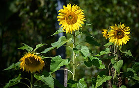 vegies 011.jpg