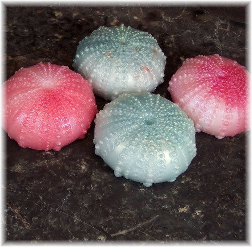 Thumbnail: Sea Urchin Soap Set of Two