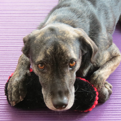 Can we PLEASE play fetch?