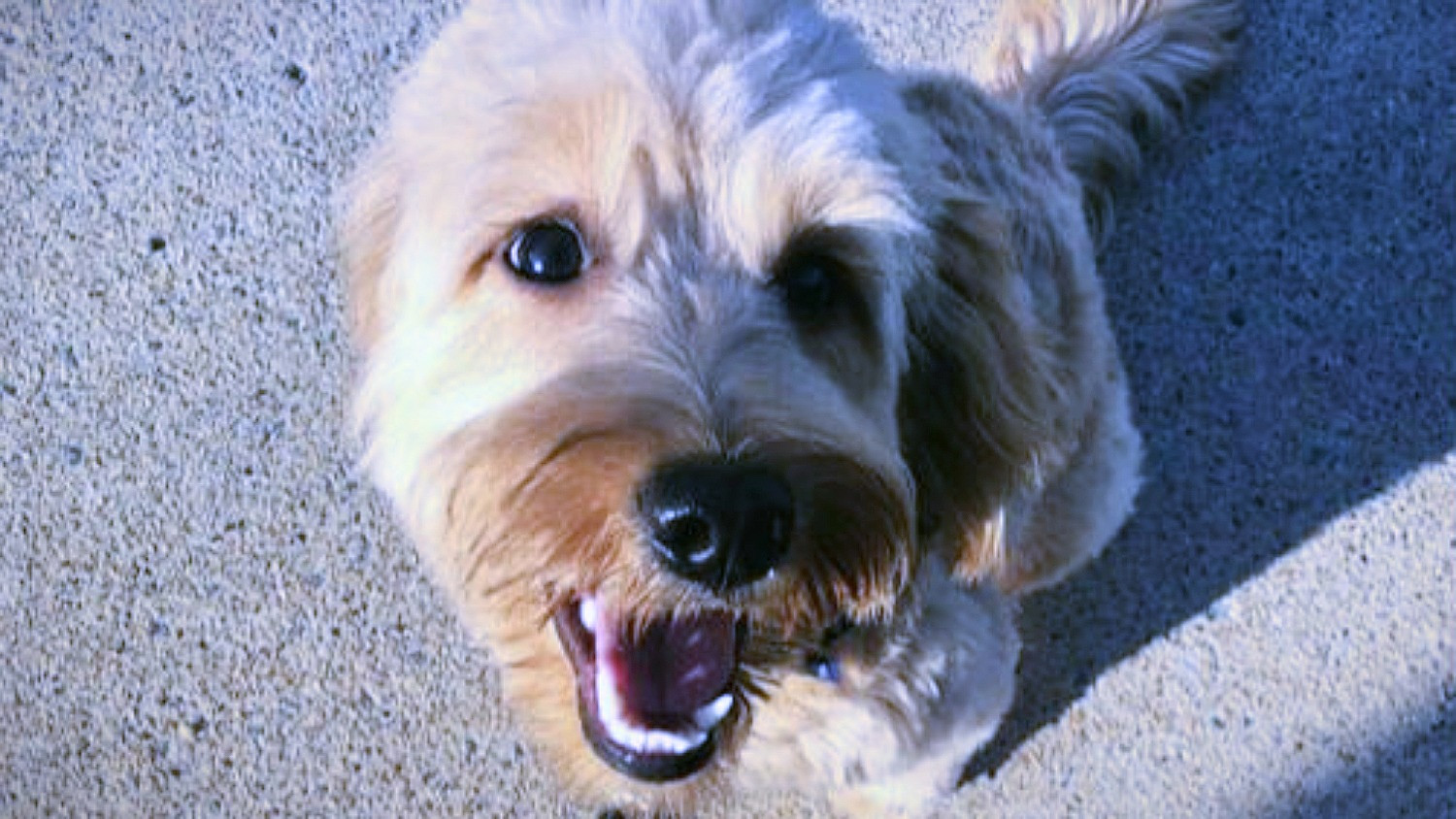 Rates Flipz Pet Care