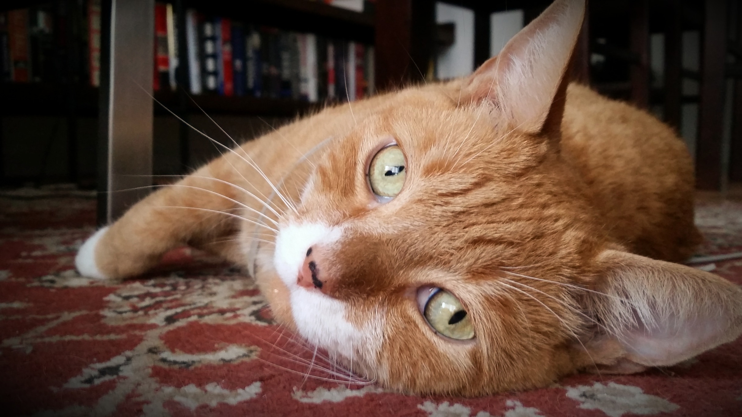 Gallery New York Flipz Pet Care