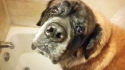 Elvis the English Long-Hair Mastiff