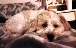 Brody wants snuggle time!