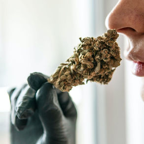 What are Terpenes and why should I care?