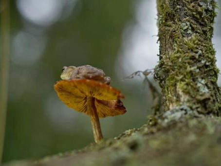 Le monde extraordinaire des champignons POUR LA CASE SCIENCES GRAND FORMAT (France 5)