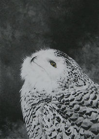 Snowy Owl-website.jpg