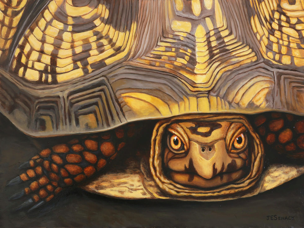J. Elaine Senack "Common Box Turtle"
