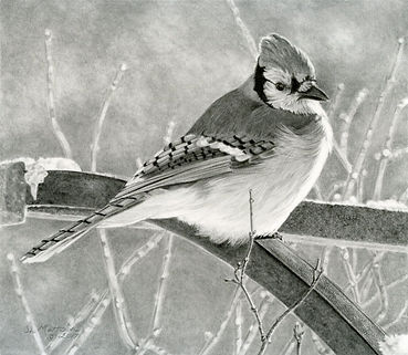 Blue Jay