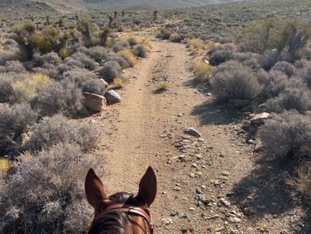Revitalizing Dolan Springs: Our Trail Development Plans