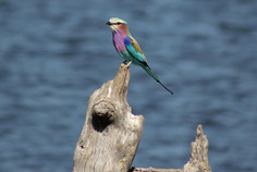 Caprivi Adventures - Birding
