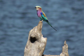 Caprivi Adventures - Birding